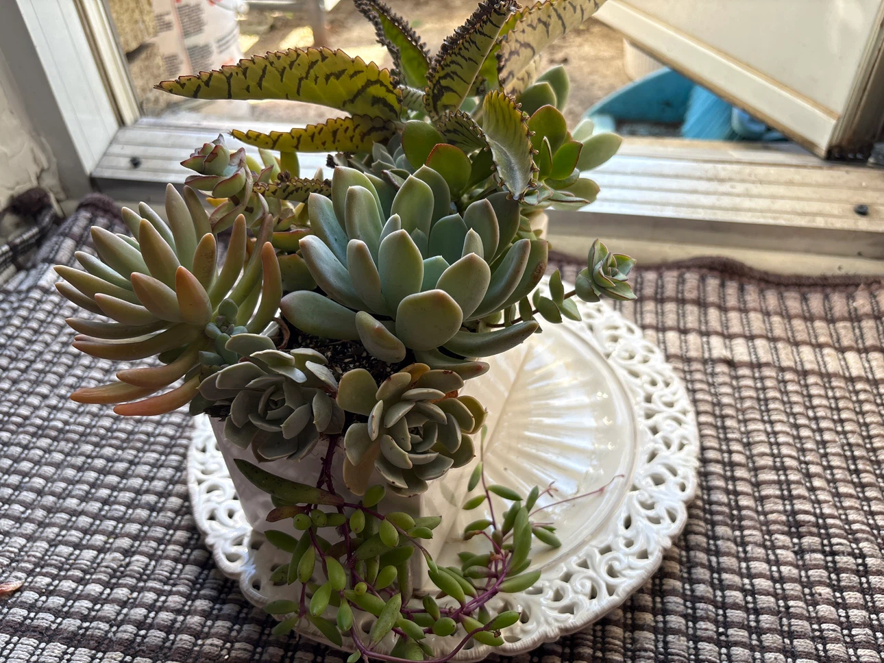 Succulent Planter Arrangement - photo 2