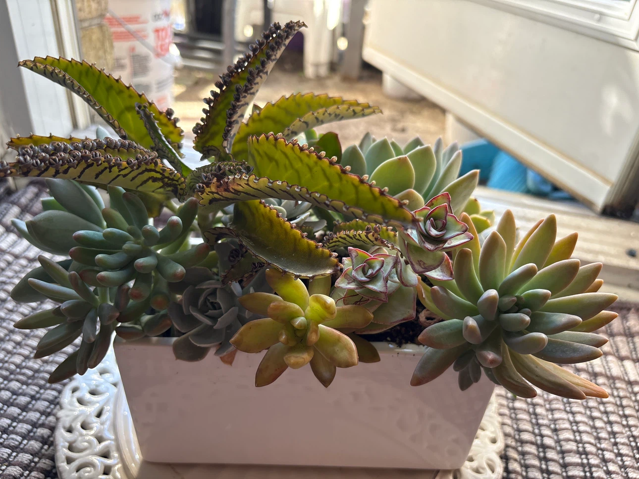 Succulent Planter Arrangement - photo 3