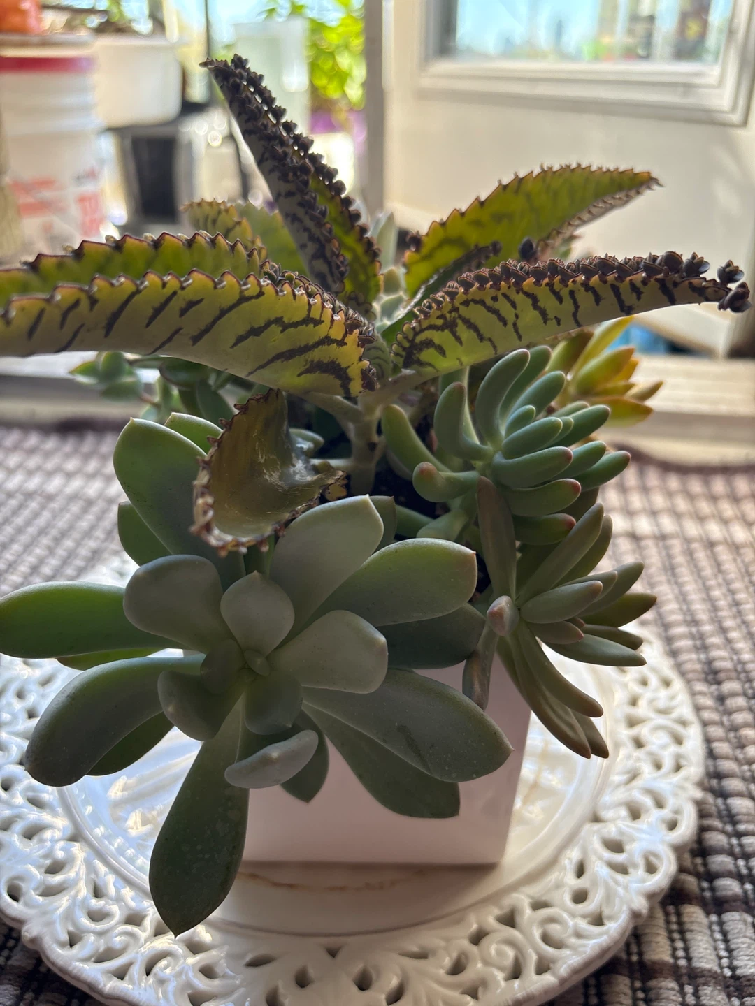 Succulent Planter Arrangement - photo 4