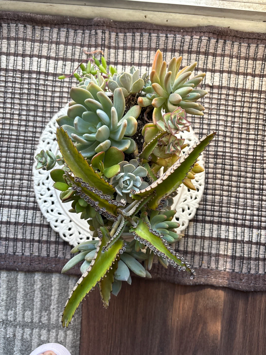Succulent Planter Arrangement - photo 5
