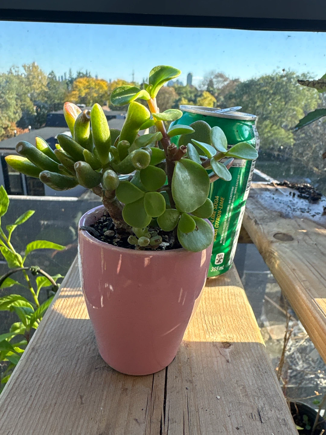 Jade  collection