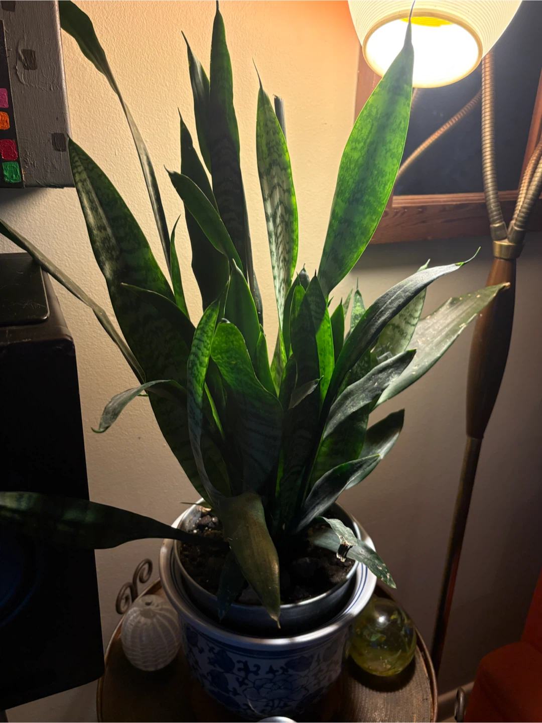 Snake Plant in Blue and White Ceramic Pot - photo 2