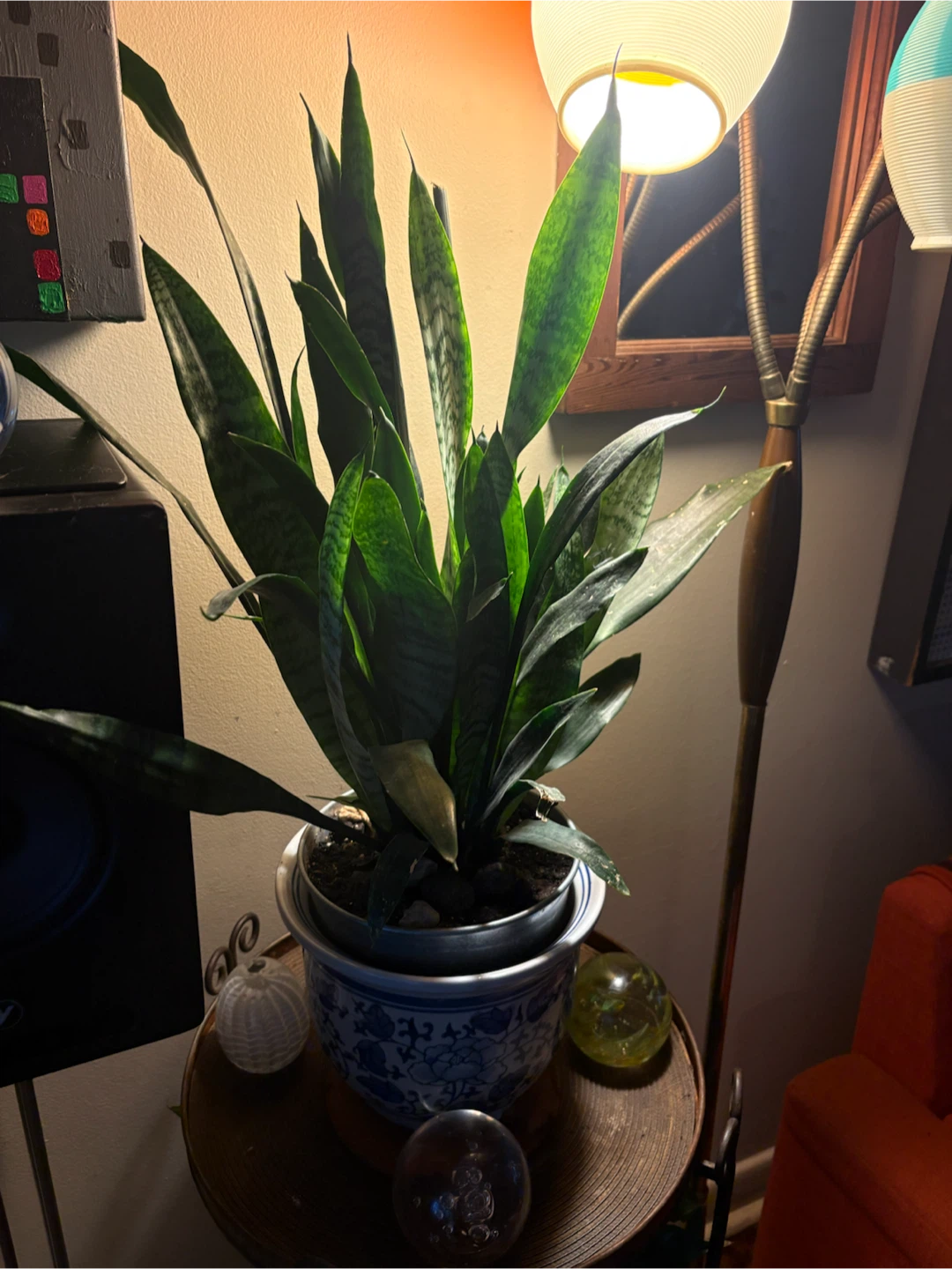 Snake Plant in Blue and White Ceramic Pot - photo 3