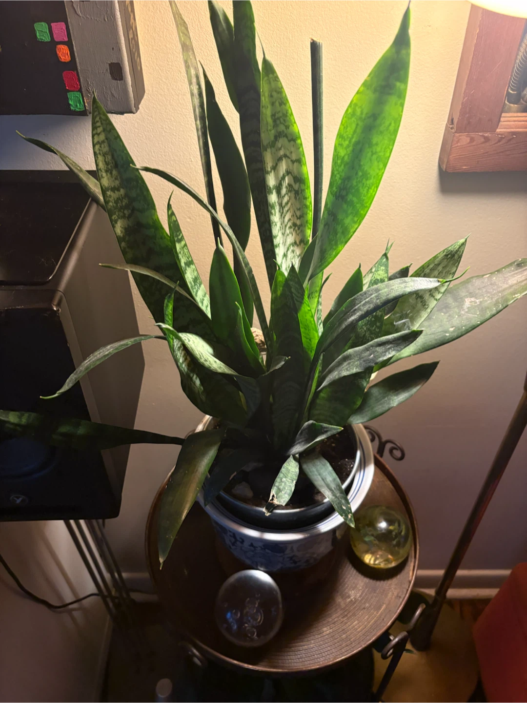 Snake Plant in Blue and White Ceramic Pot - photo 4