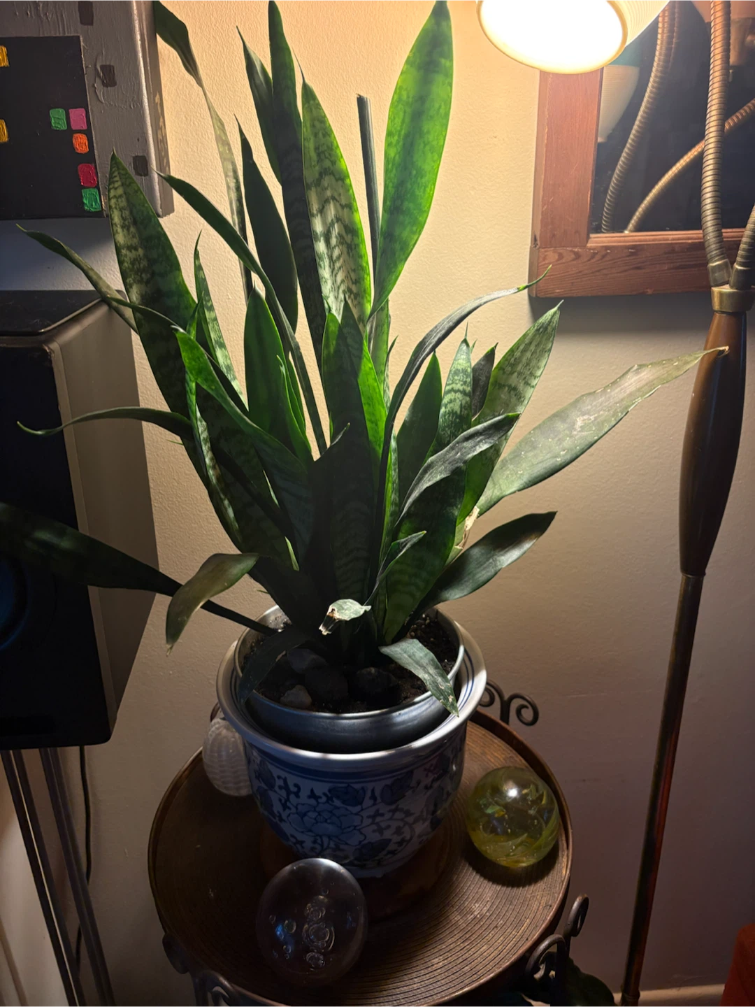 Snake Plant in Blue and White Ceramic Pot - photo 5