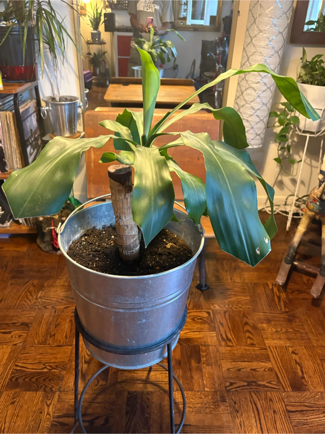 Dracaena plant in metal bucket planter - photo 2