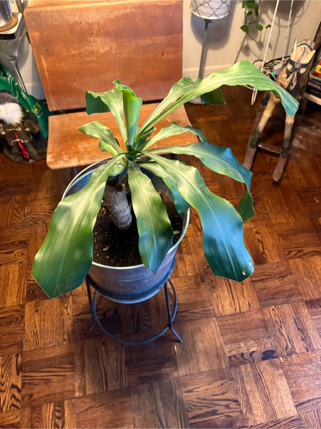 Dracaena plant in metal bucket planter - photo 3