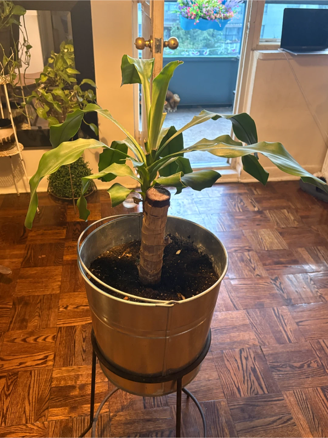 Dracaena plant in metal bucket planter - photo 4