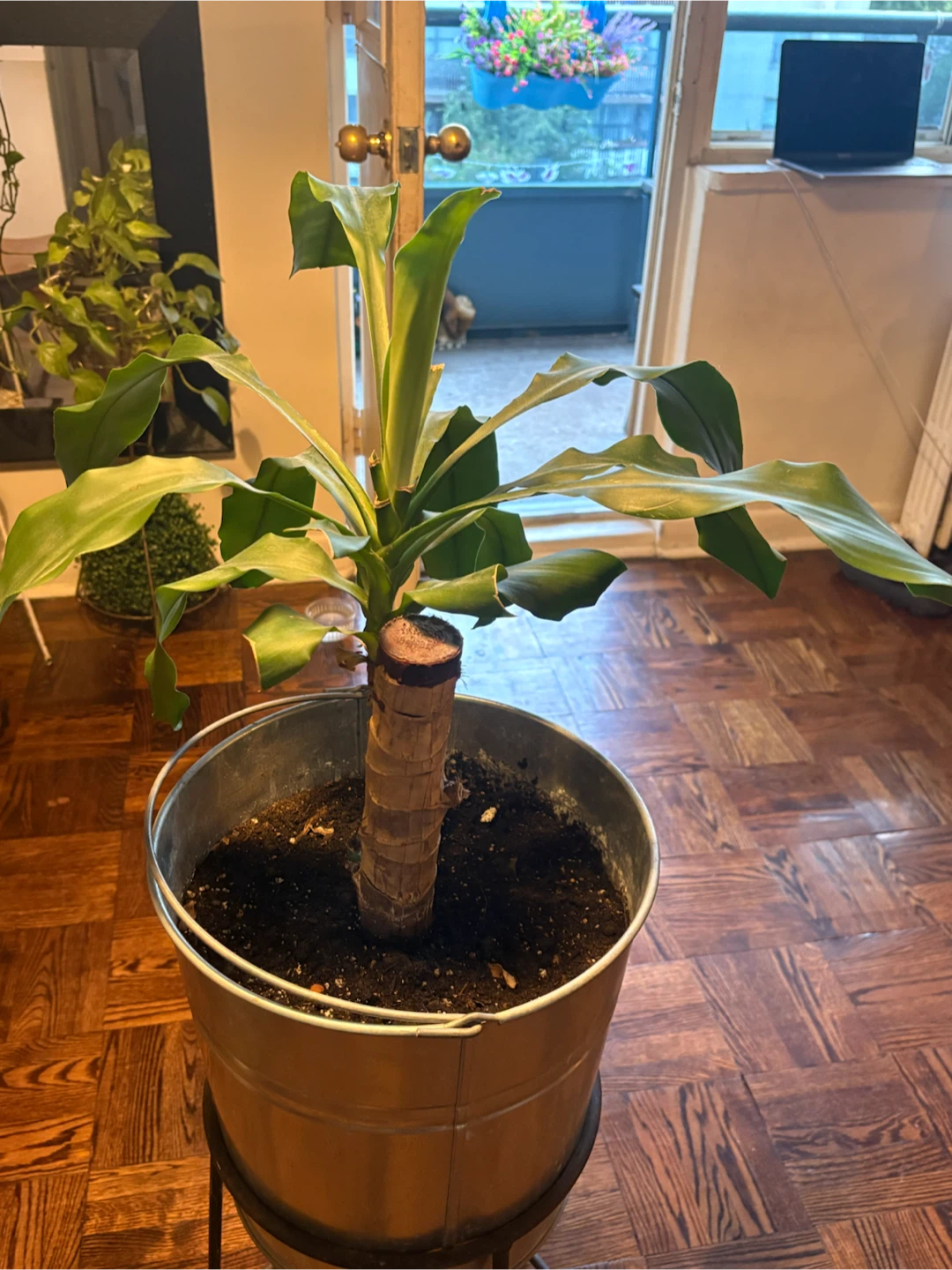 Dracaena plant in metal bucket planter - photo 5