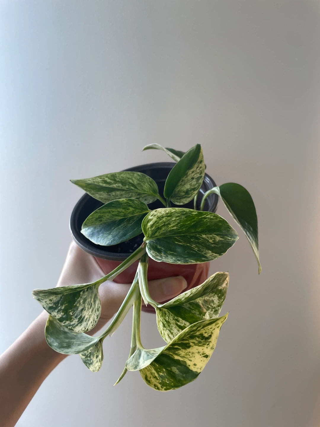 Marble Queen Pothos Houseplant