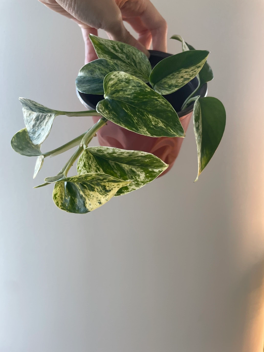 Marble Queen Pothos Houseplant - photo 2