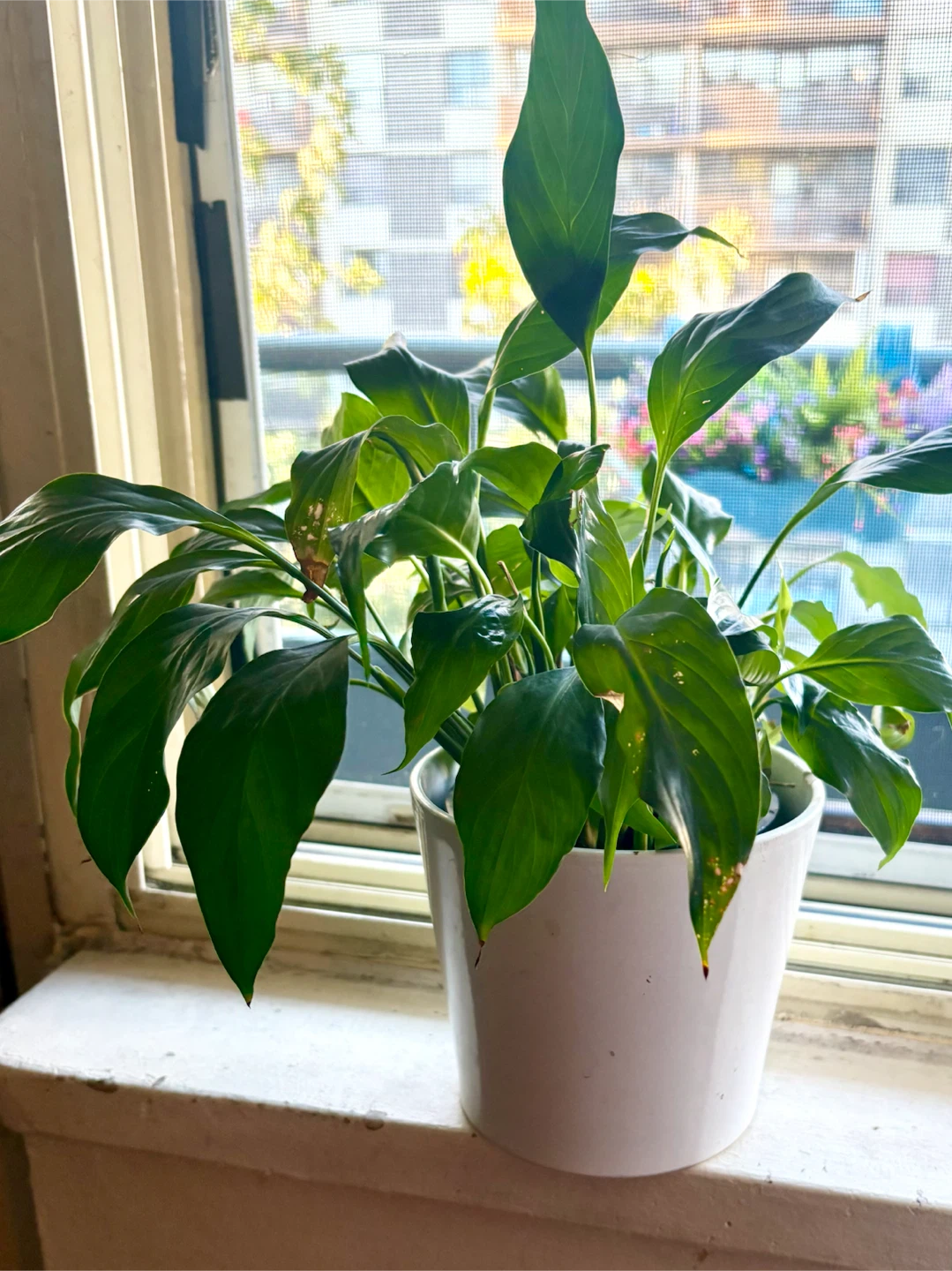 Peace Lily in White Pot