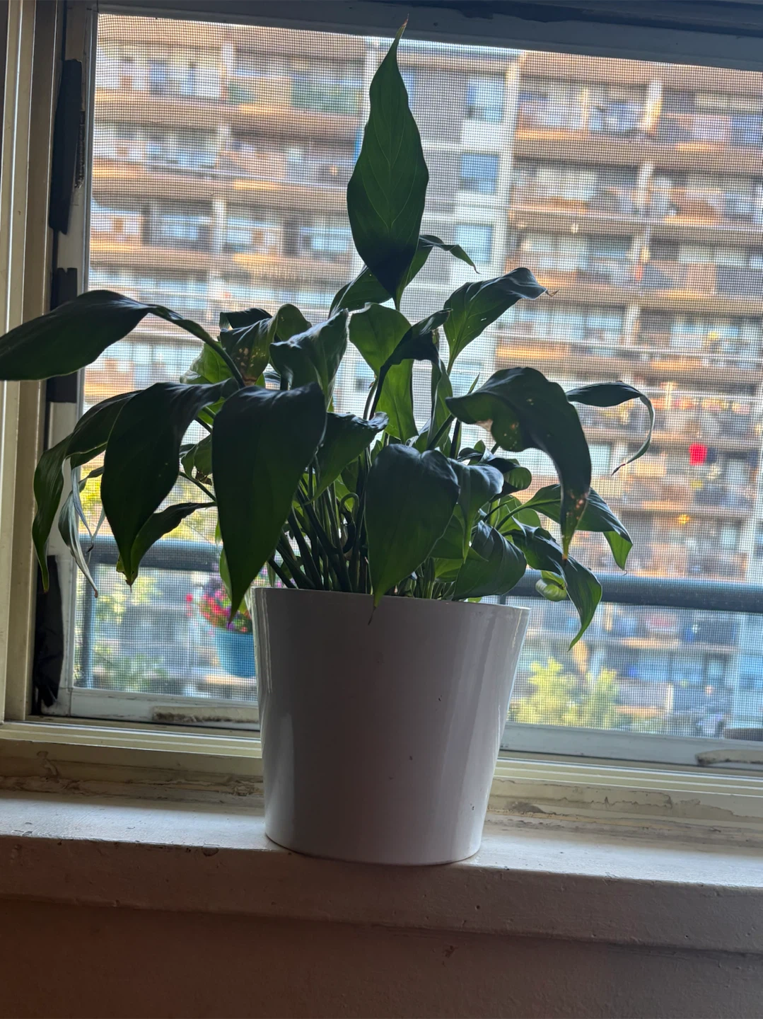 Peace Lily in White Pot - photo 3
