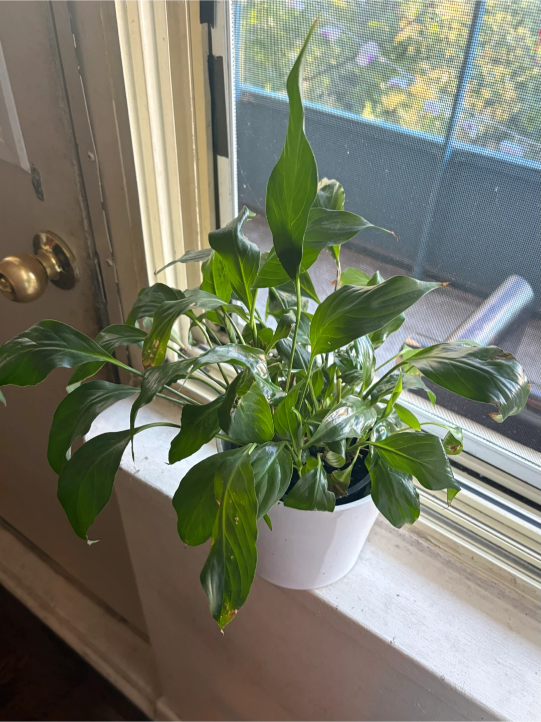 Peace Lily in White Pot - photo 4