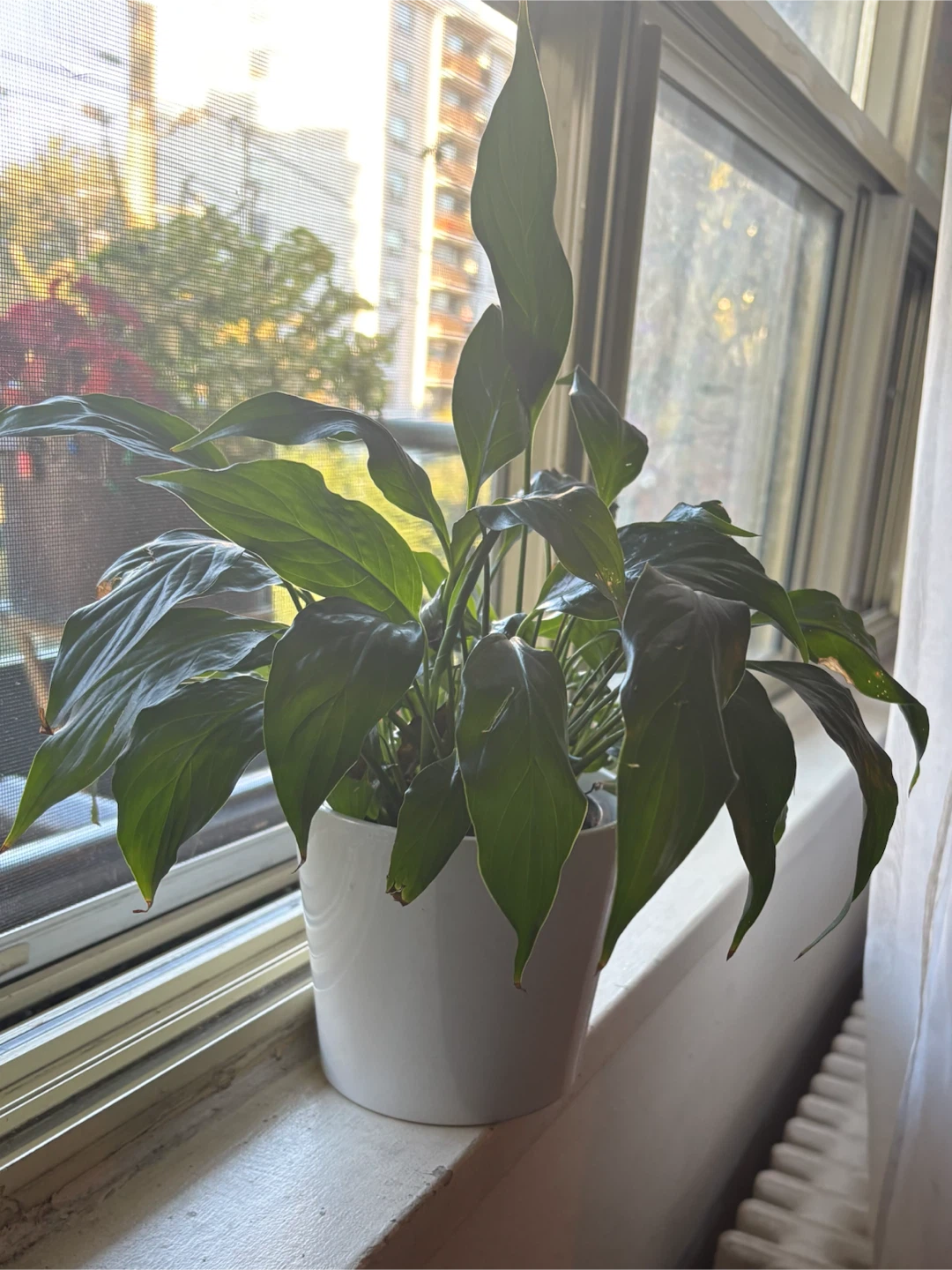 Peace Lily in White Pot - photo 5
