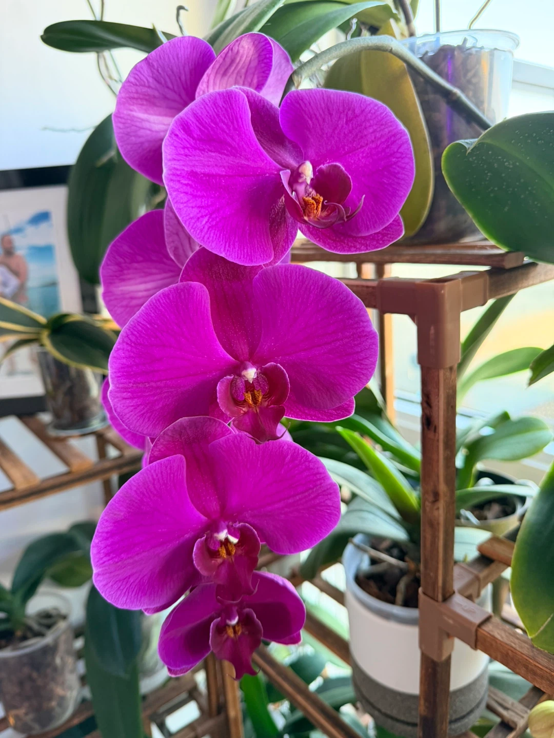 Phalaenopsis Orchid in bloom