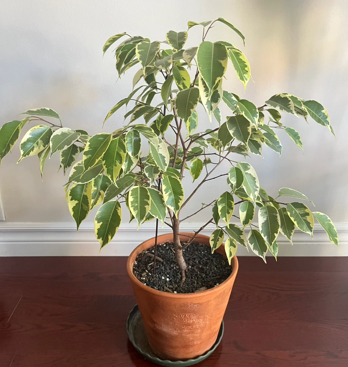 Healthy Weeping fig in 8” pot( pot included)