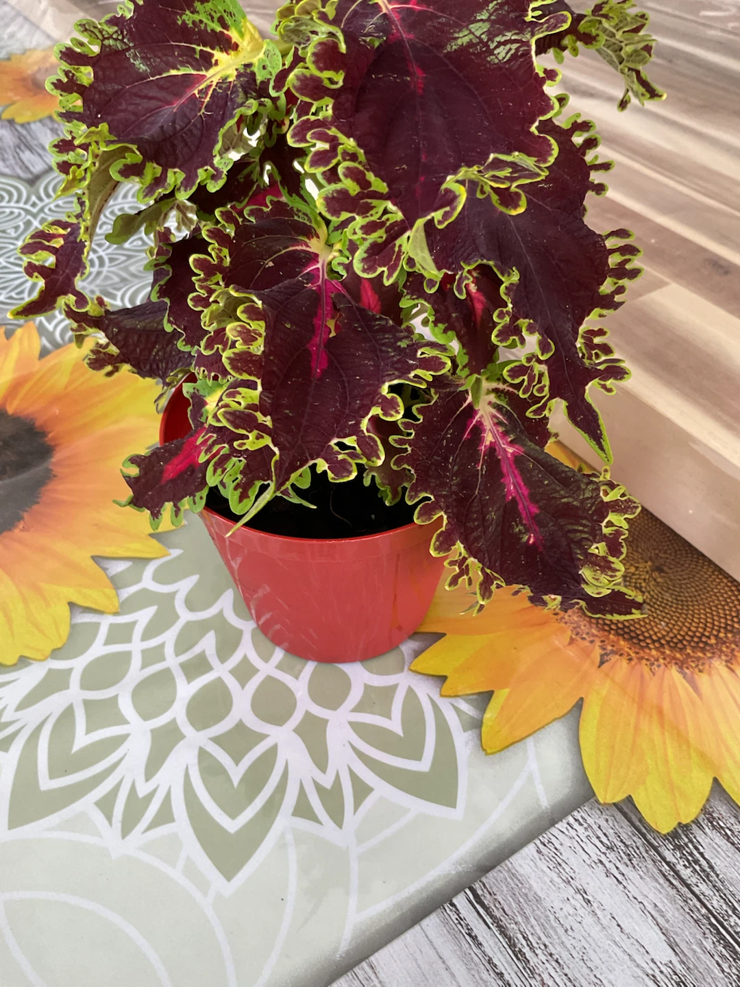 Plants for sale $15