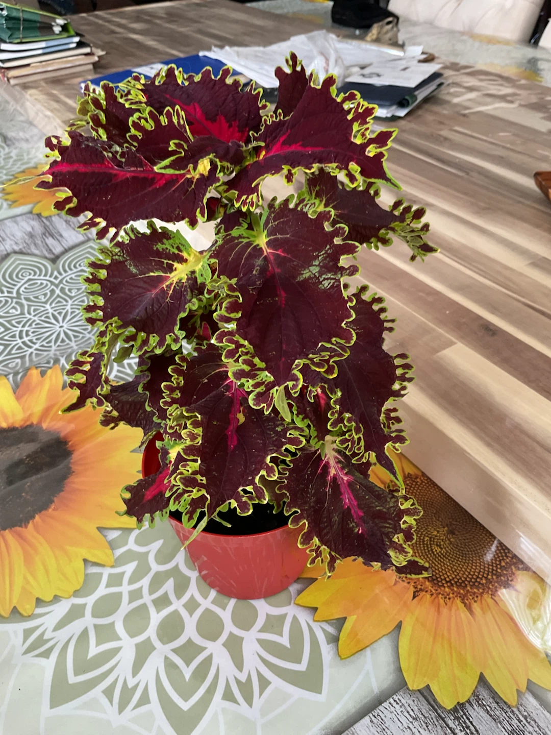 Plants for sale $15 - photo 3