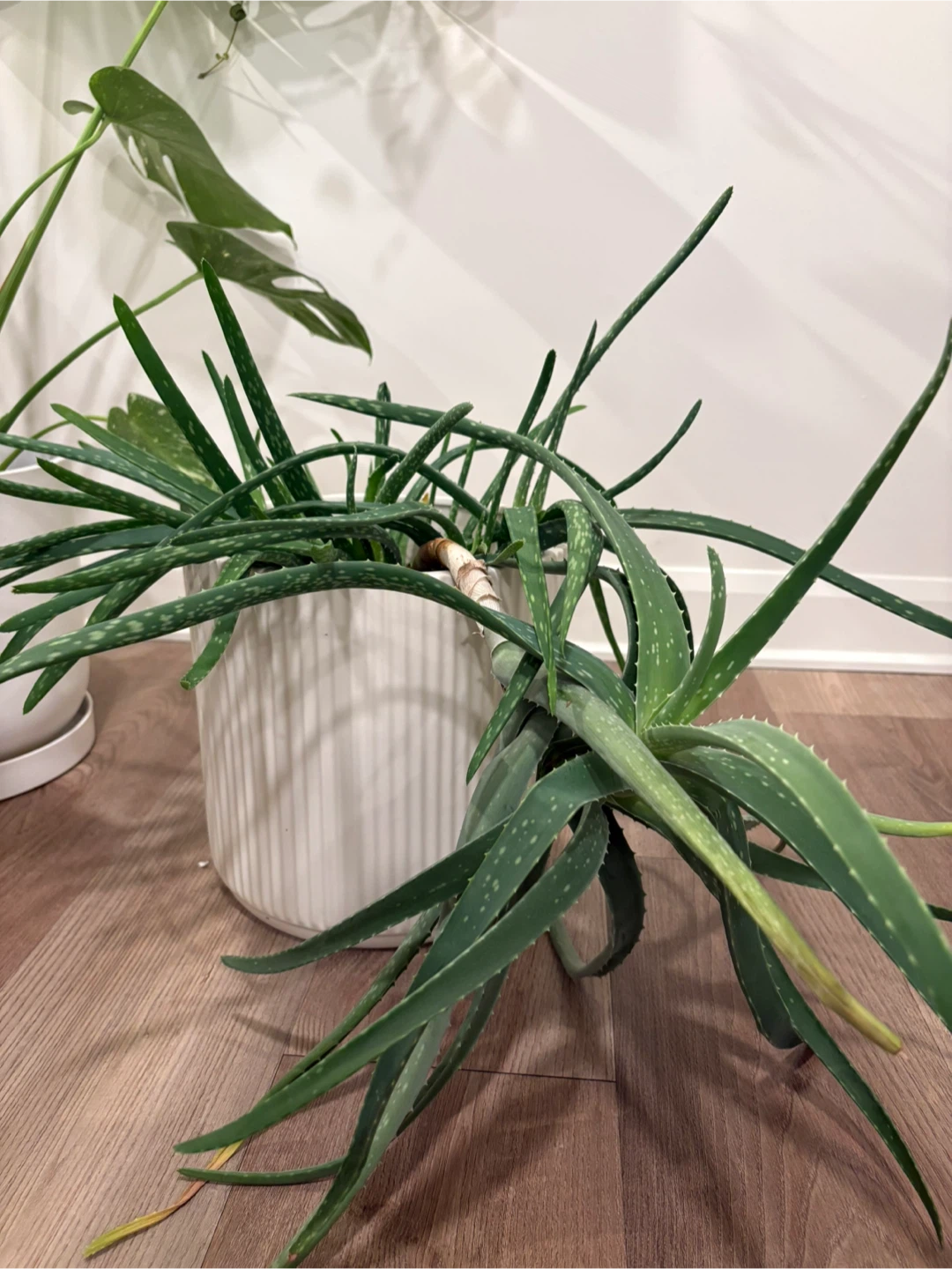 Large Aloe Vera Plant + 10" White Ceramic Planter