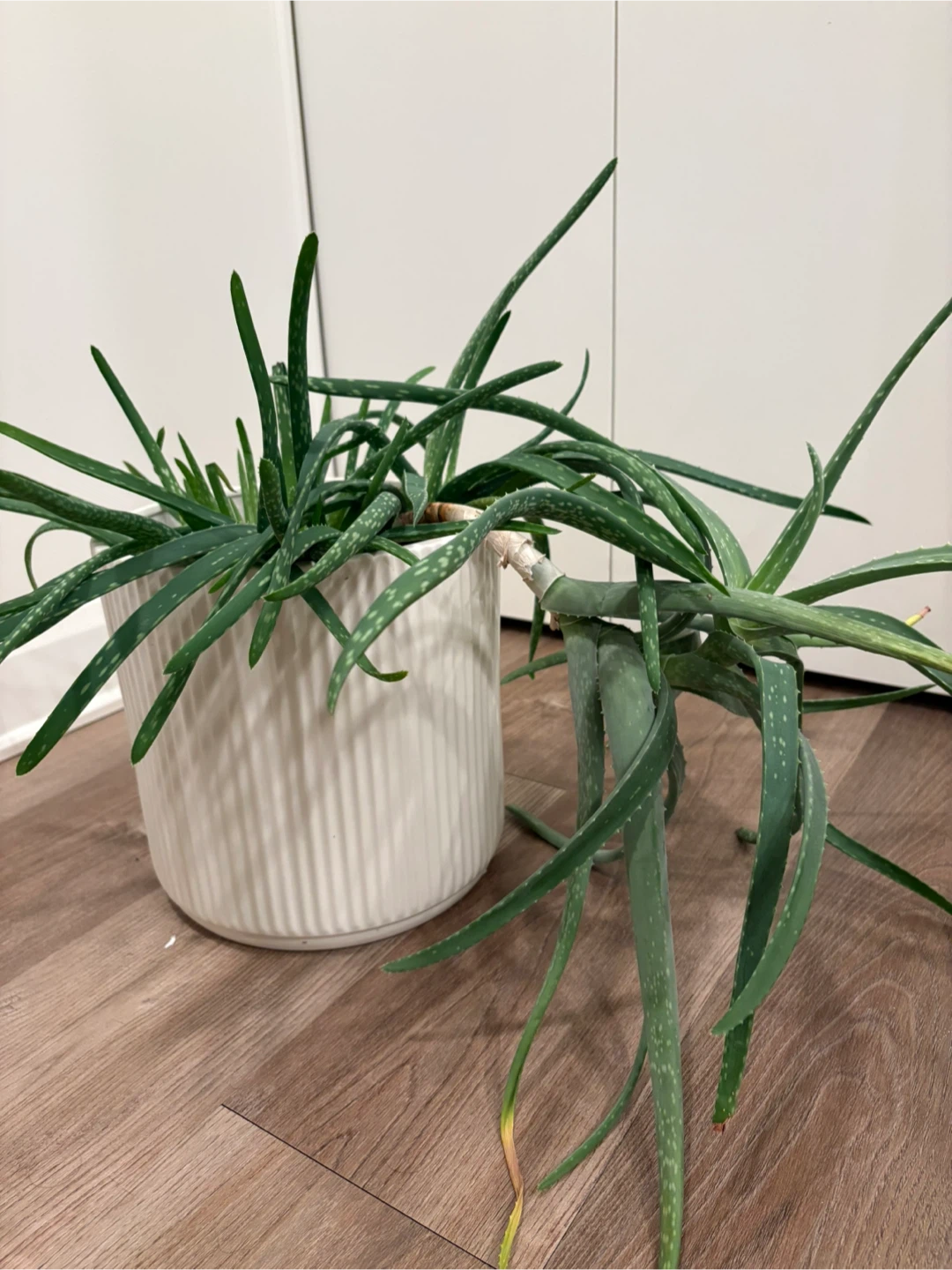 Large Aloe Vera Plant + 10" White Ceramic Planter - photo 2