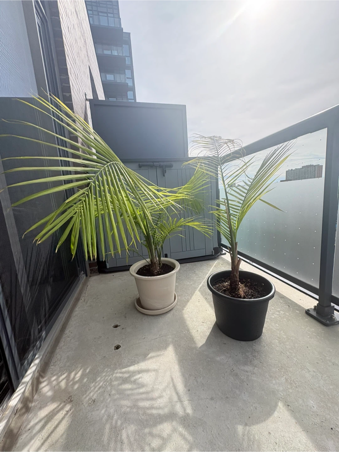 Happy Palm Plants