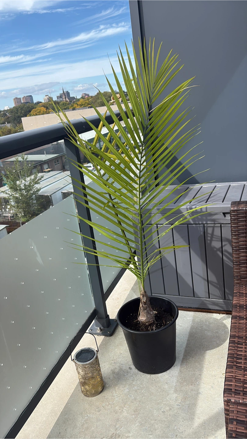 Happy Palm Plants - photo 2