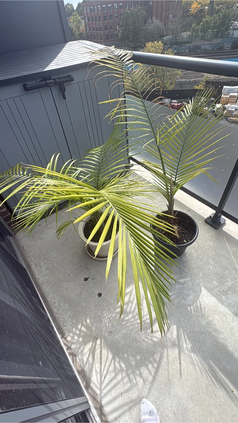 Happy Palm Plants - photo 3