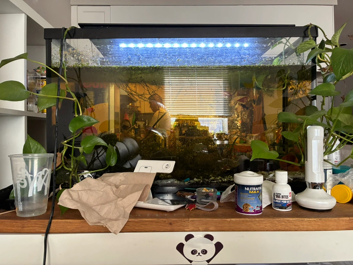Glass Aquarium with Planted Setup