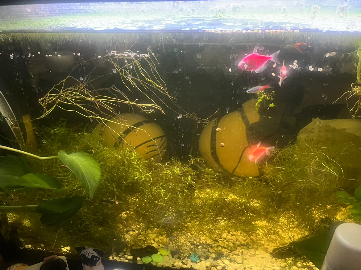 Glass Aquarium with Planted Setup - photo 2