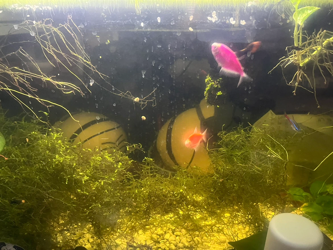 Glass Aquarium with Planted Setup - photo 3
