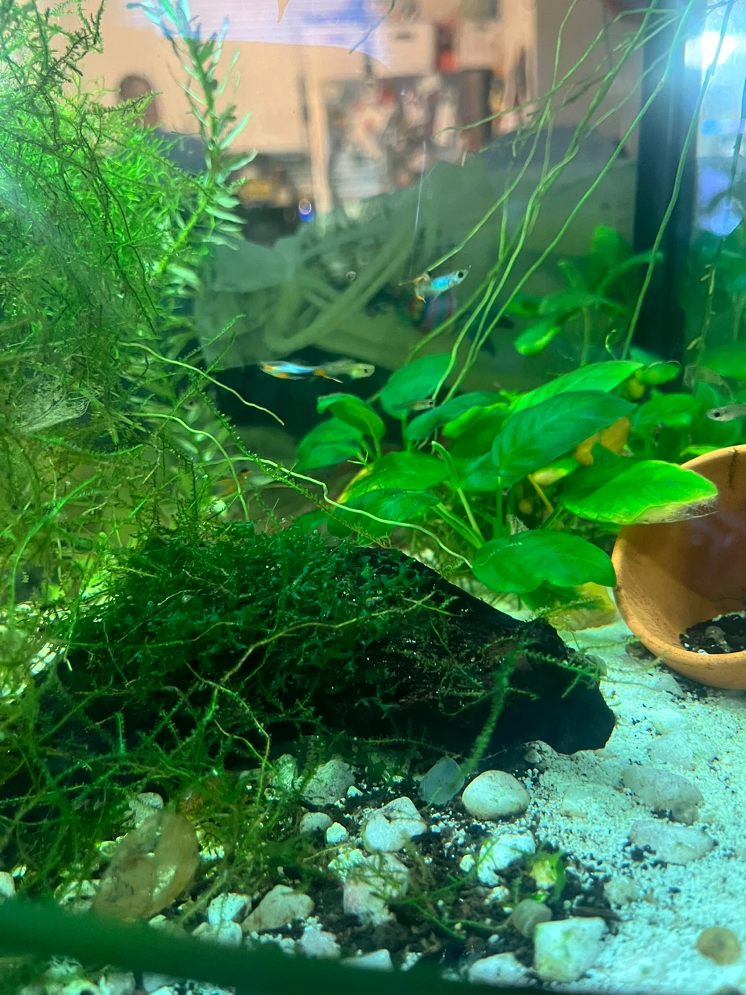 Glass Aquarium with Planted Setup - photo 4