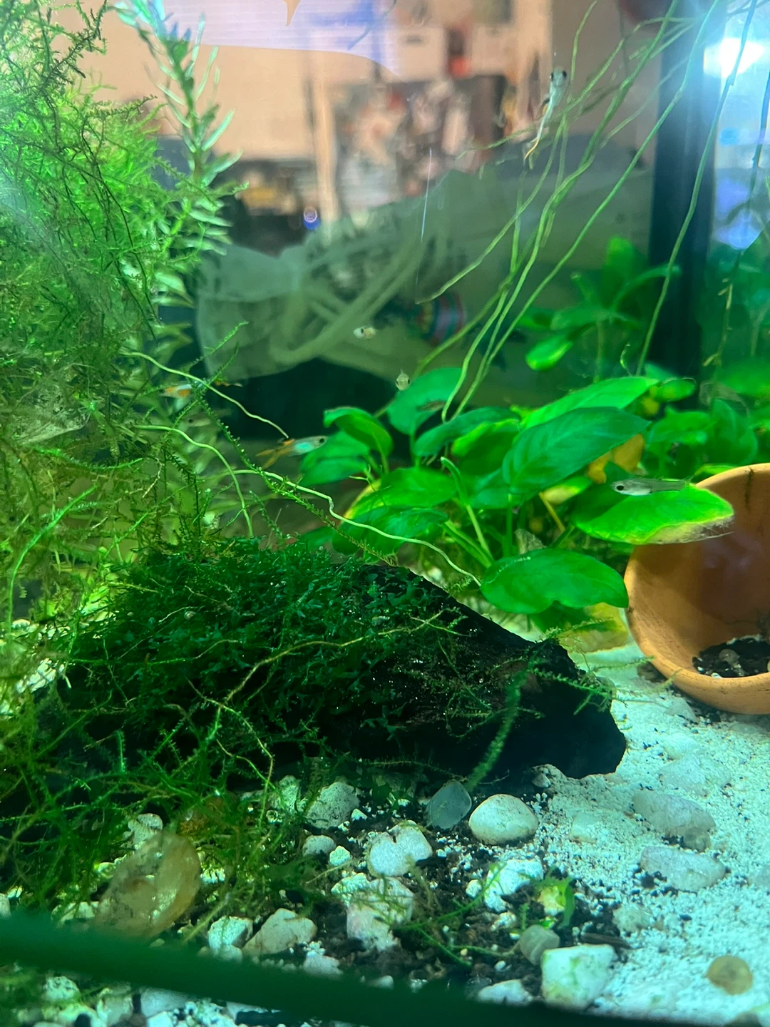 Glass Aquarium with Planted Setup - photo 5