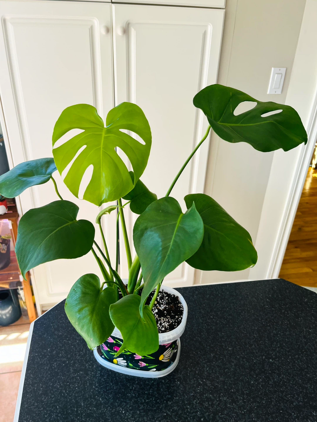 Monstera Deliciosa Plant