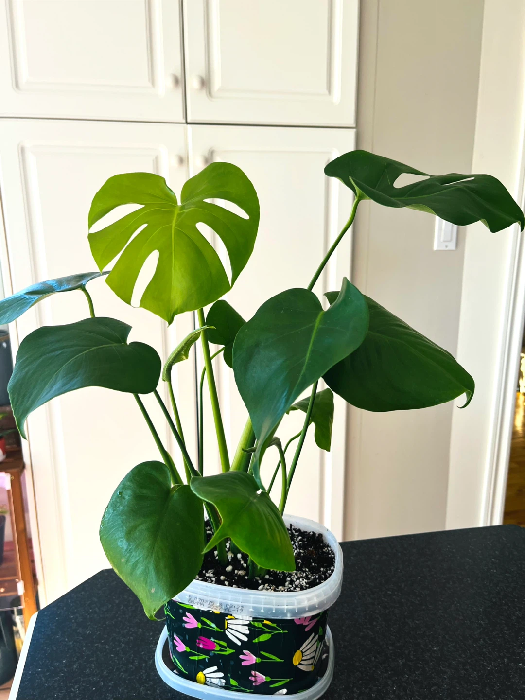 Monstera Deliciosa Plant - photo 2