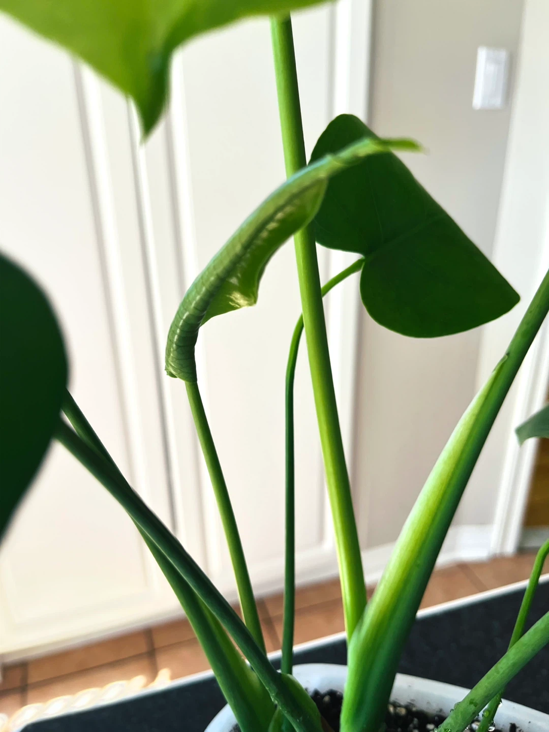 Monstera Deliciosa Plant - photo 3