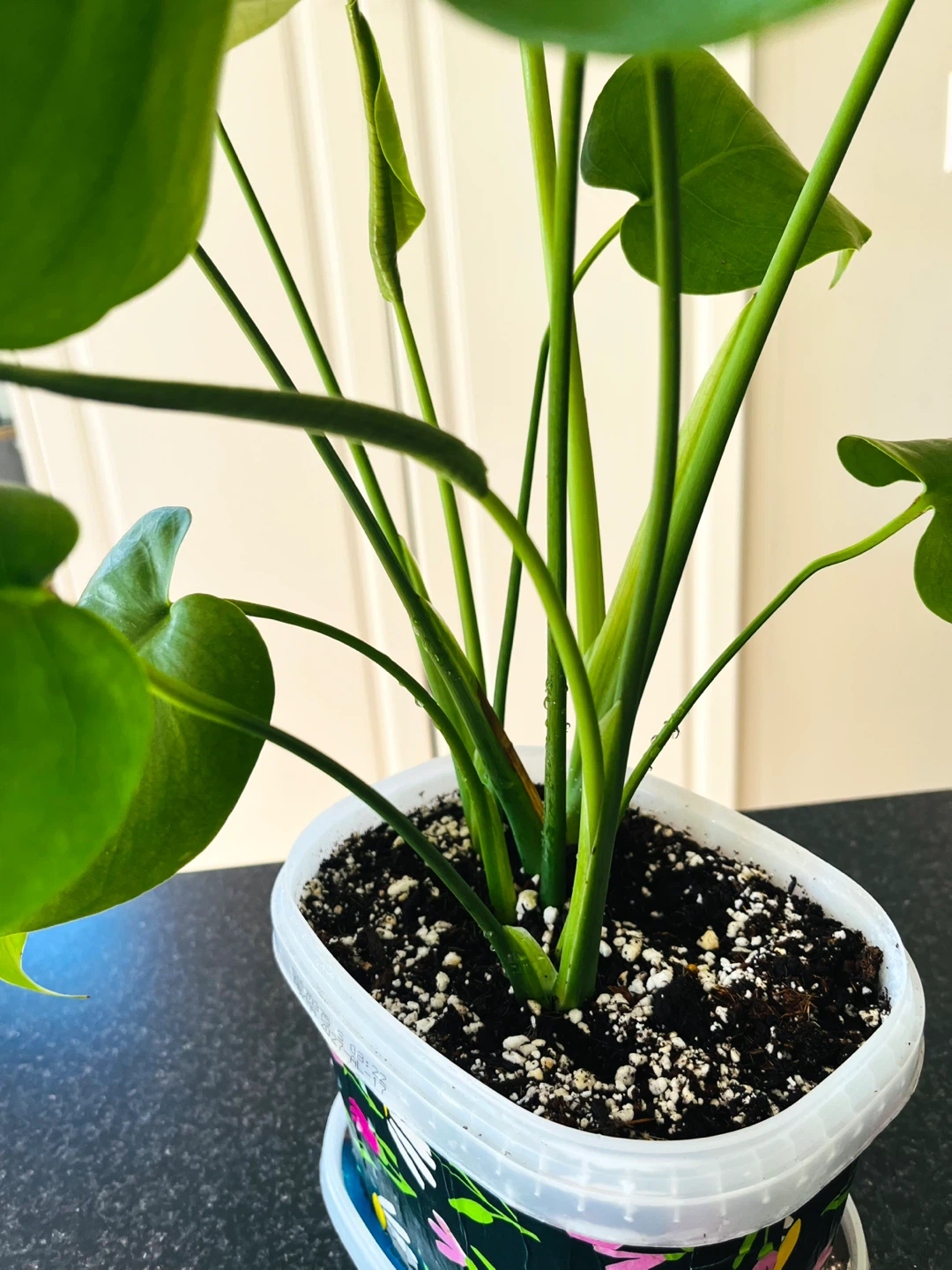 Monstera Deliciosa Plant - photo 4