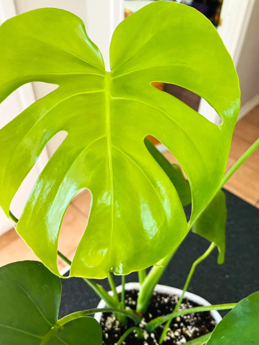Monstera Deliciosa Plant - photo 5