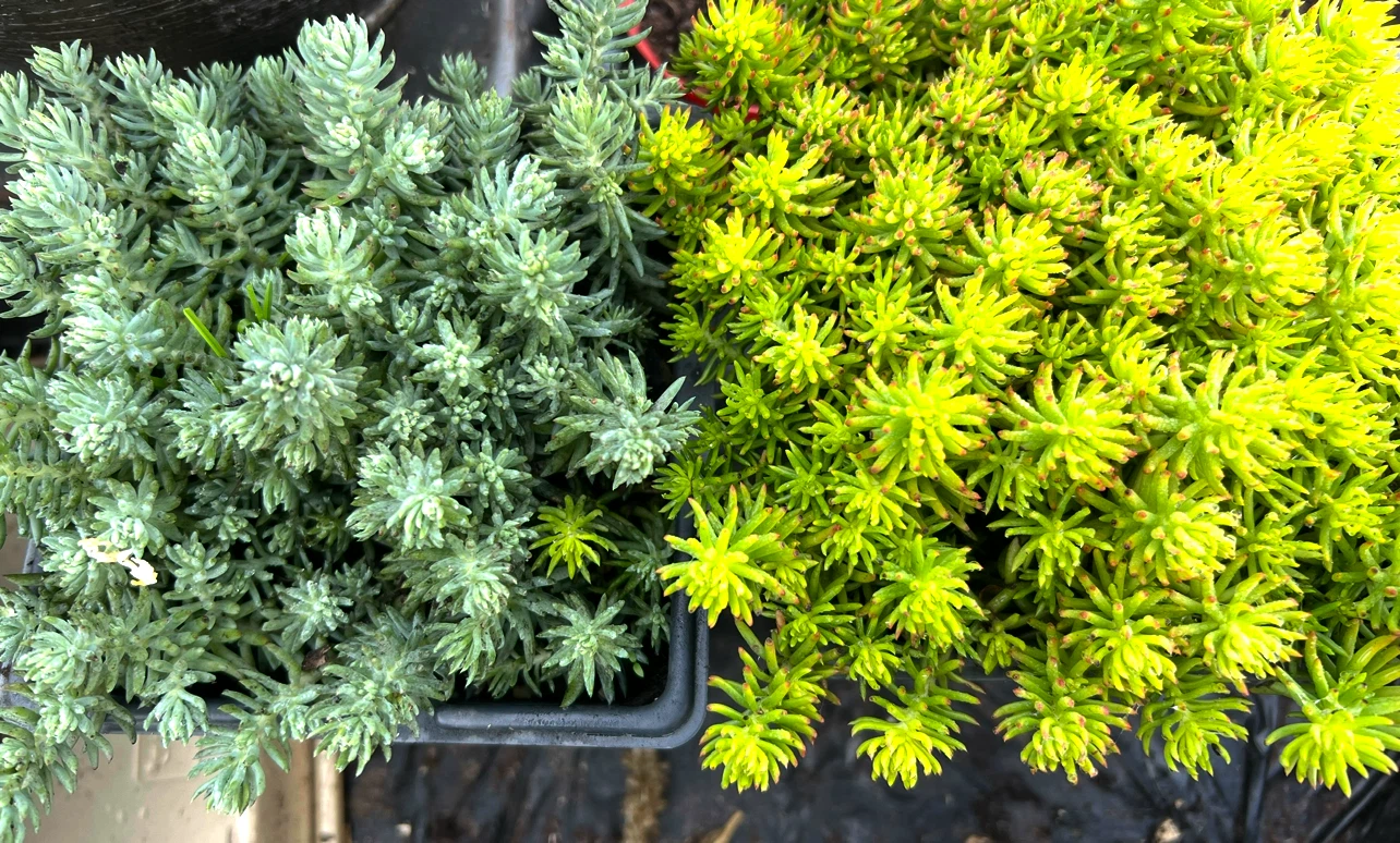 2 Types of Angelina Sedum, Winter Hardy