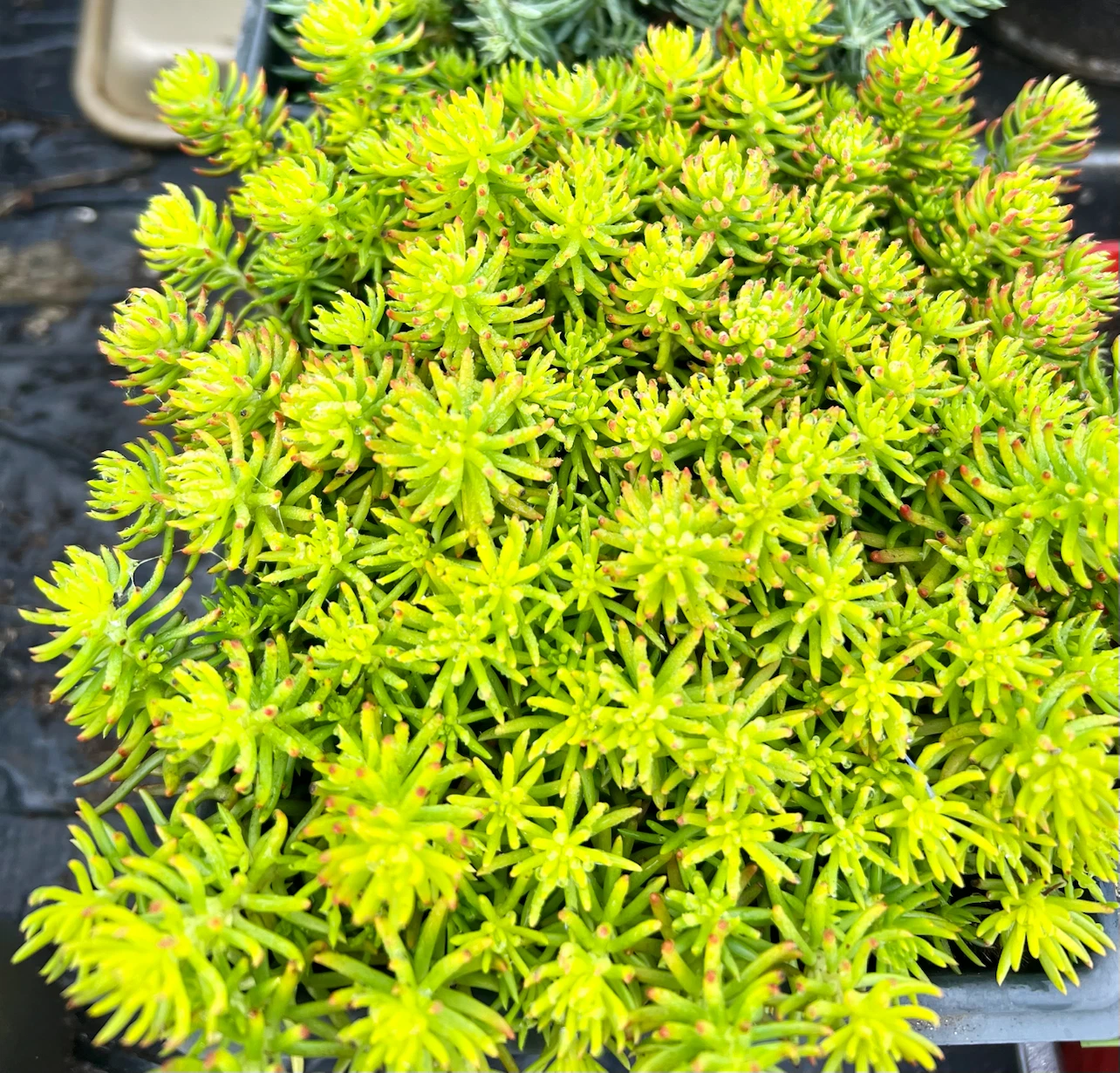 2 Types of Angelina Sedum, Winter Hardy - photo 2