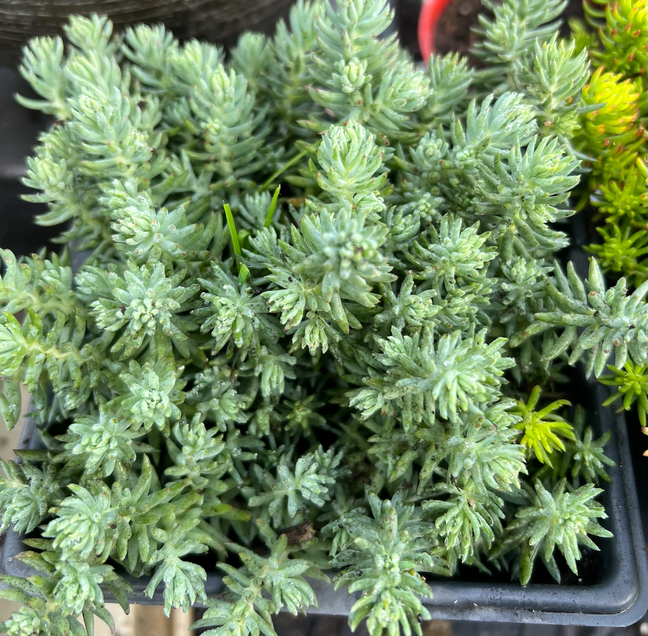 2 Types of Angelina Sedum, Winter Hardy - photo 3