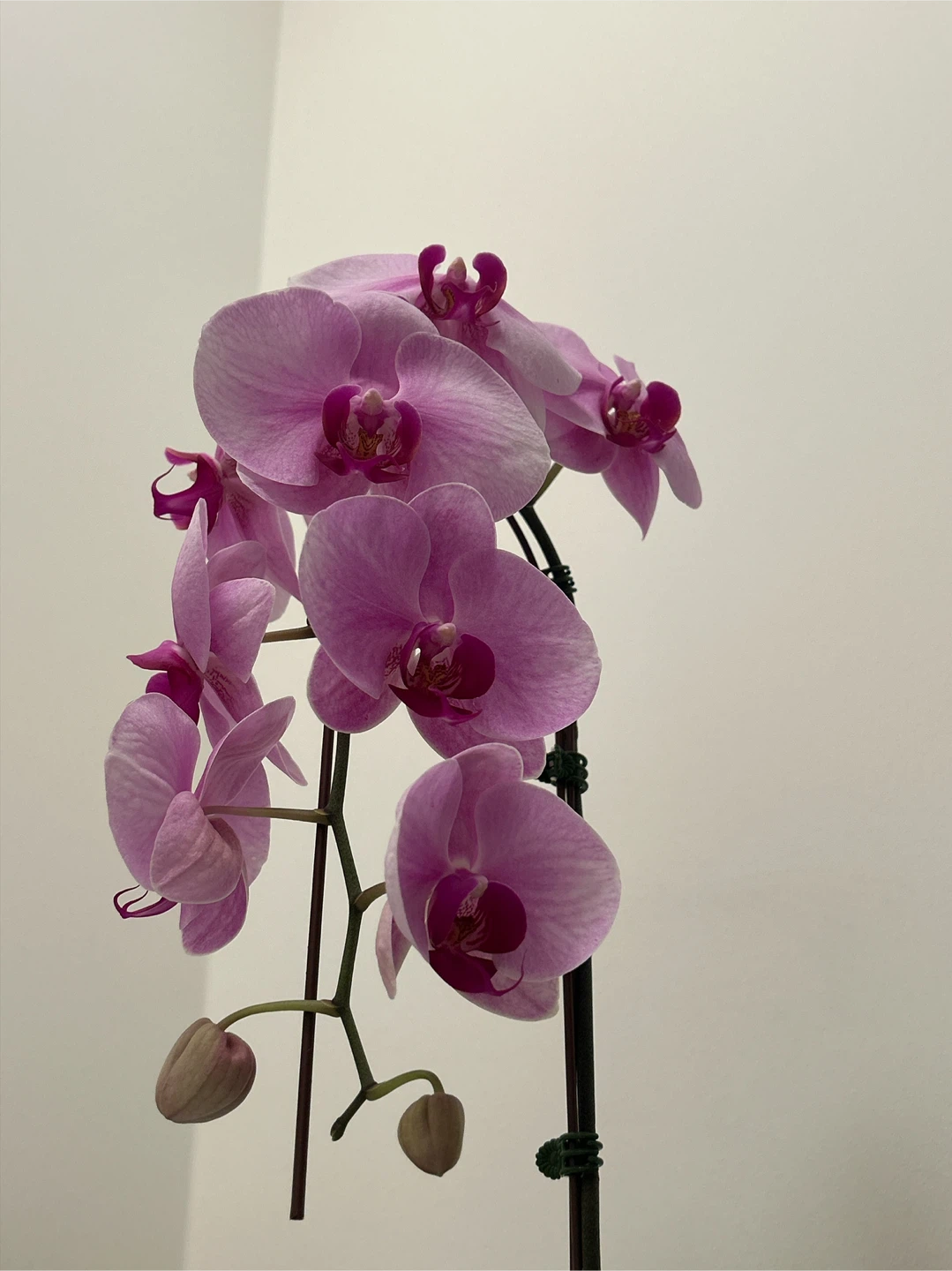 [New]Pink Orchid in Ceramic Pot - photo 2