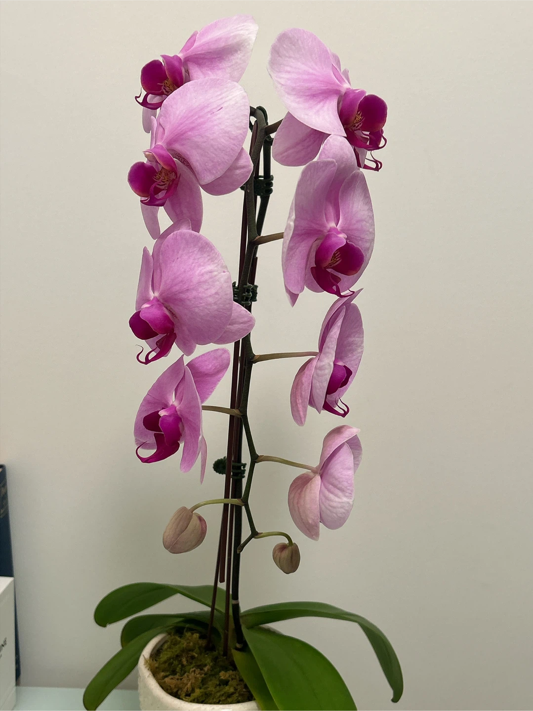 [New]Pink Orchid in Ceramic Pot - photo 3