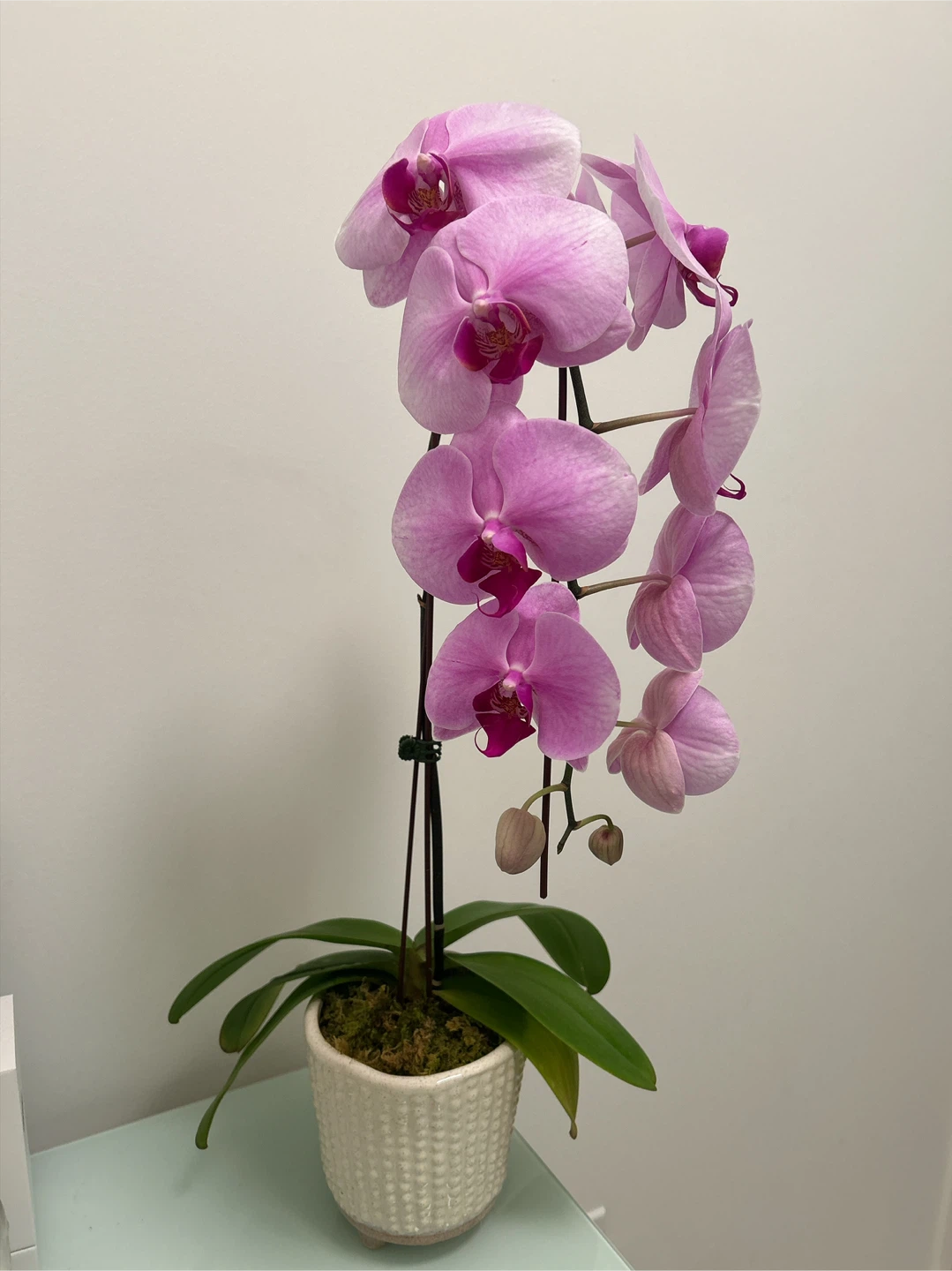 [New]Pink Orchid in Ceramic Pot