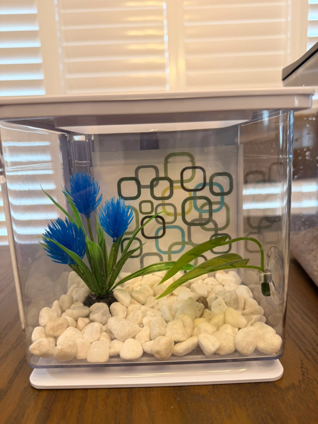 Great Condition 2 Pack Aquarium Kit (10 Gallon + 3 Gallon) - photo 5