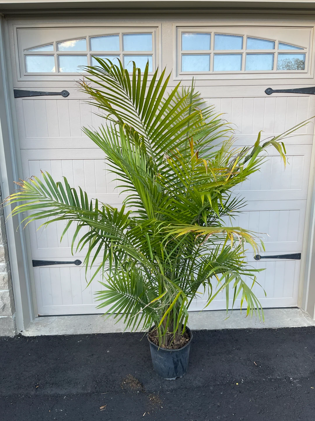 Majesty palm tree plant