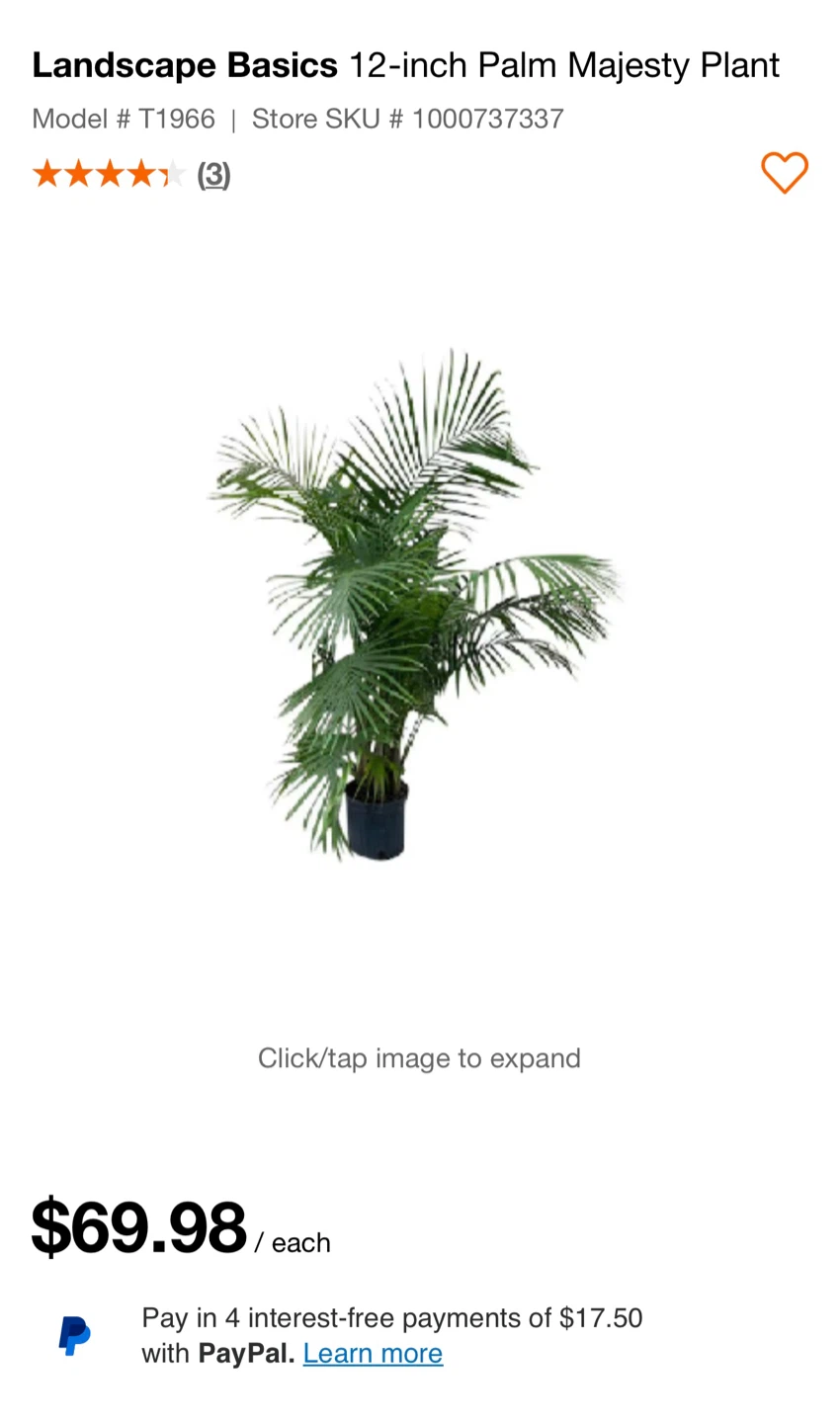 Majesty palm tree plant - photo 2