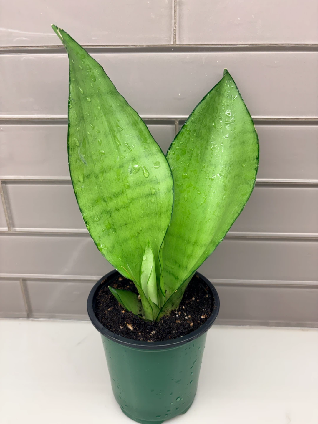 Snake Plant -3.5” pot