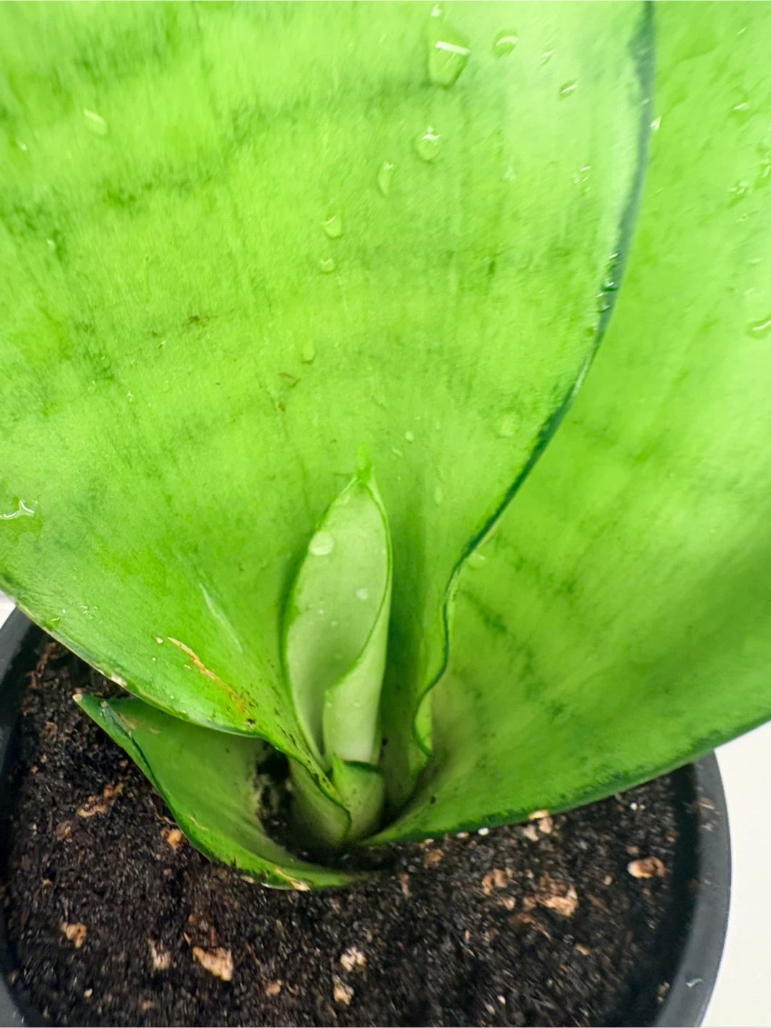 Snake Plant -3.5” pot - photo 2