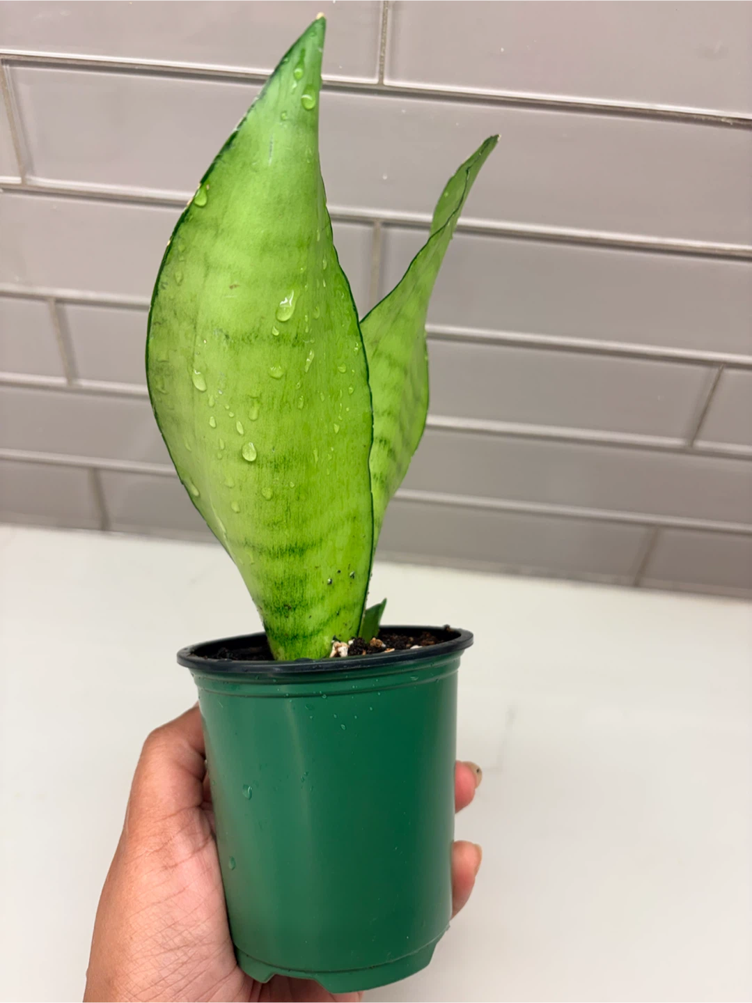 Snake Plant -3.5” pot - photo 3